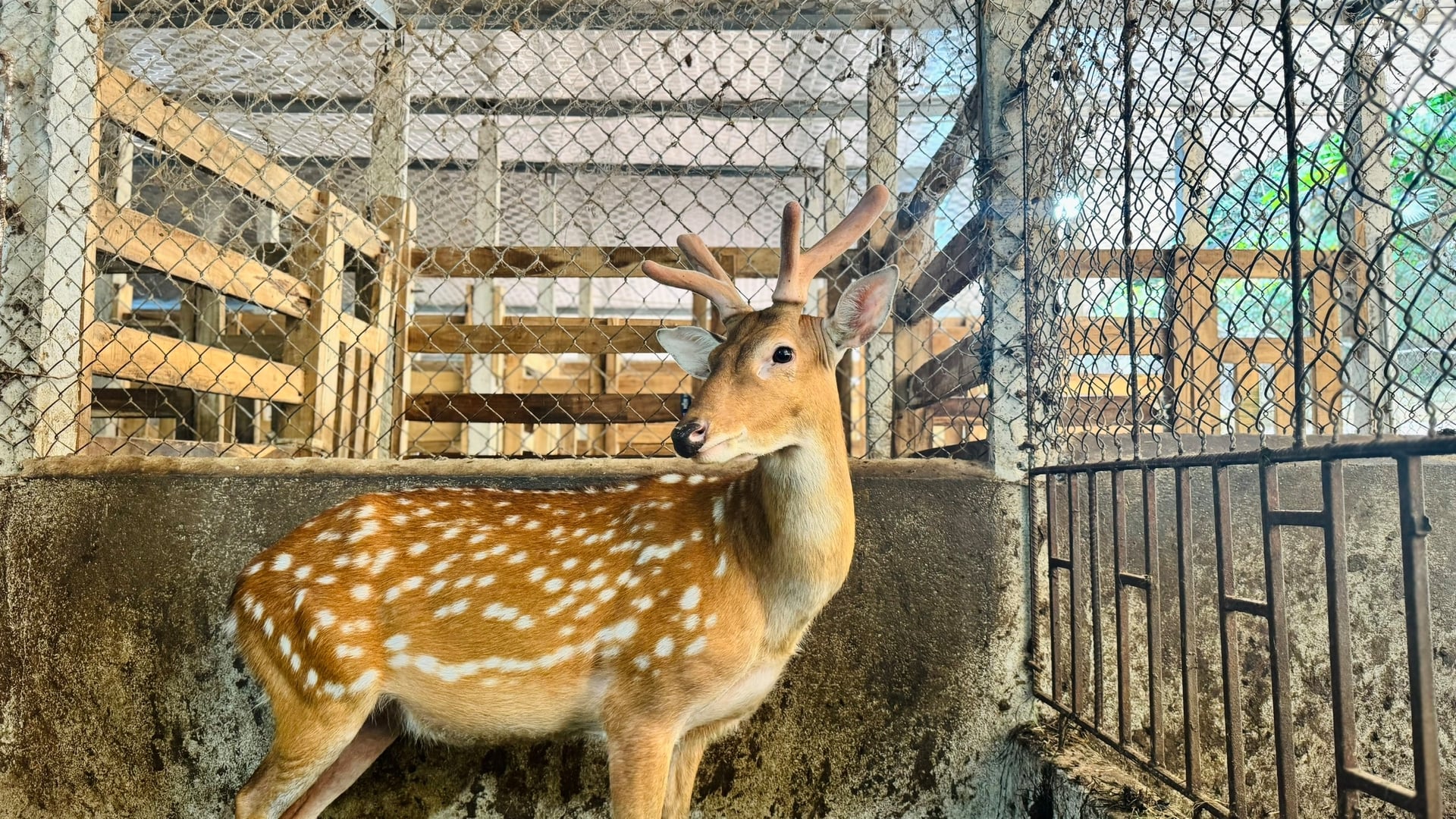 Hà Tĩnh bước vào mùa thu hoạch nhung. Ảnh: Ánh Nguyệt.
