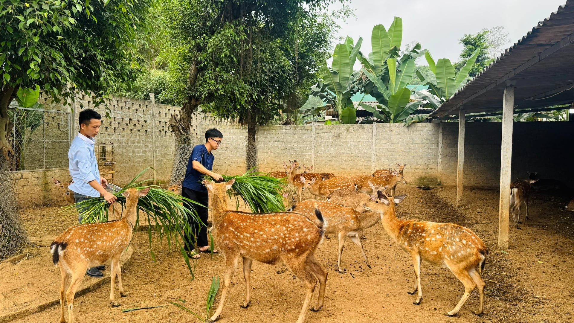Người chăn nuôi bổ sung thức ăn xanh cho đàn hươu, đảm bảo dinh dưỡng trong giai đoạn phát triển nhung. Ảnh: Ánh Nguyệt.
