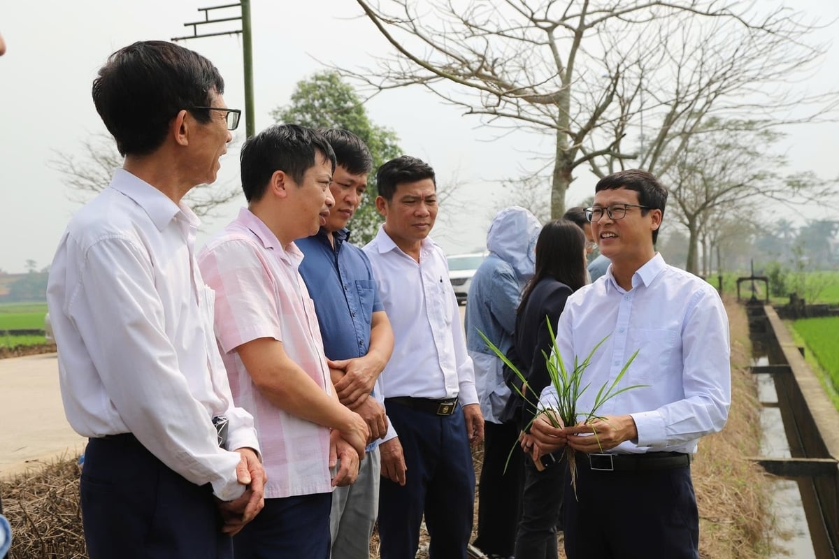 Tiến sĩ Vũ Duy Hoàng (Học viện Nông nghiệp Việt Nam), chia sẻ những lợi thế vượt trội khi lúa được trồng theo mô hình. Ảnh: Đinh Mười.