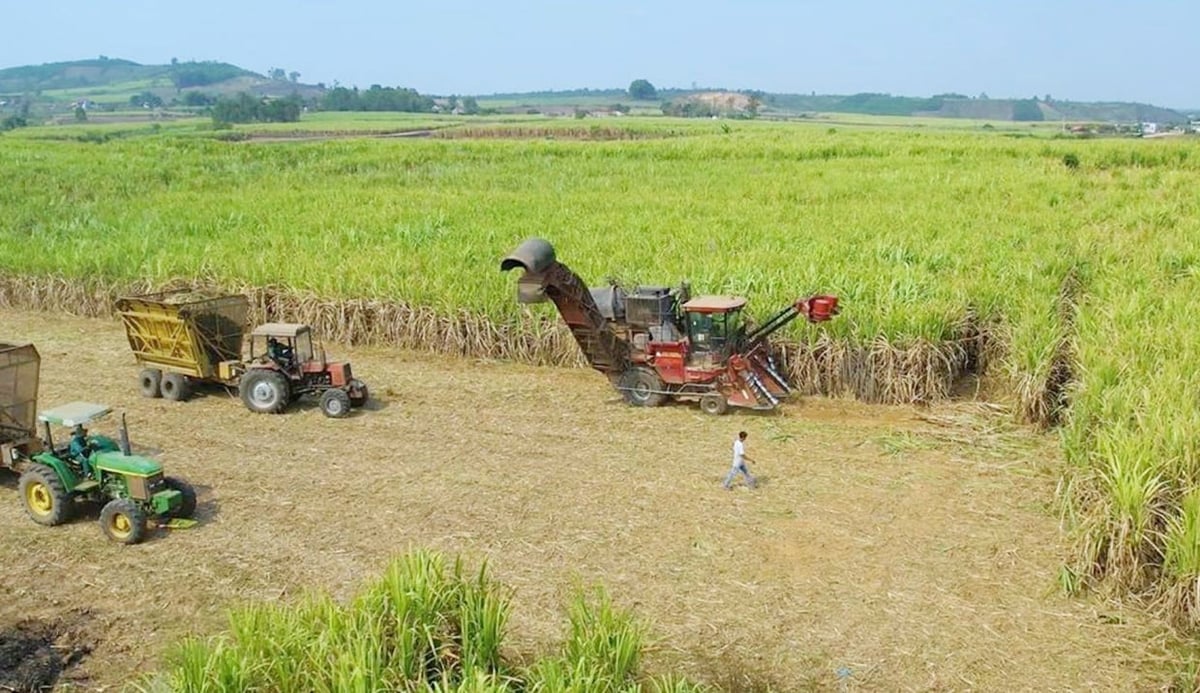 Cánh đồng mía lớn đang giúp người dân phía tây Gia Lai từng bước thoát nghèo. Ảnh: Tuấn Anh.