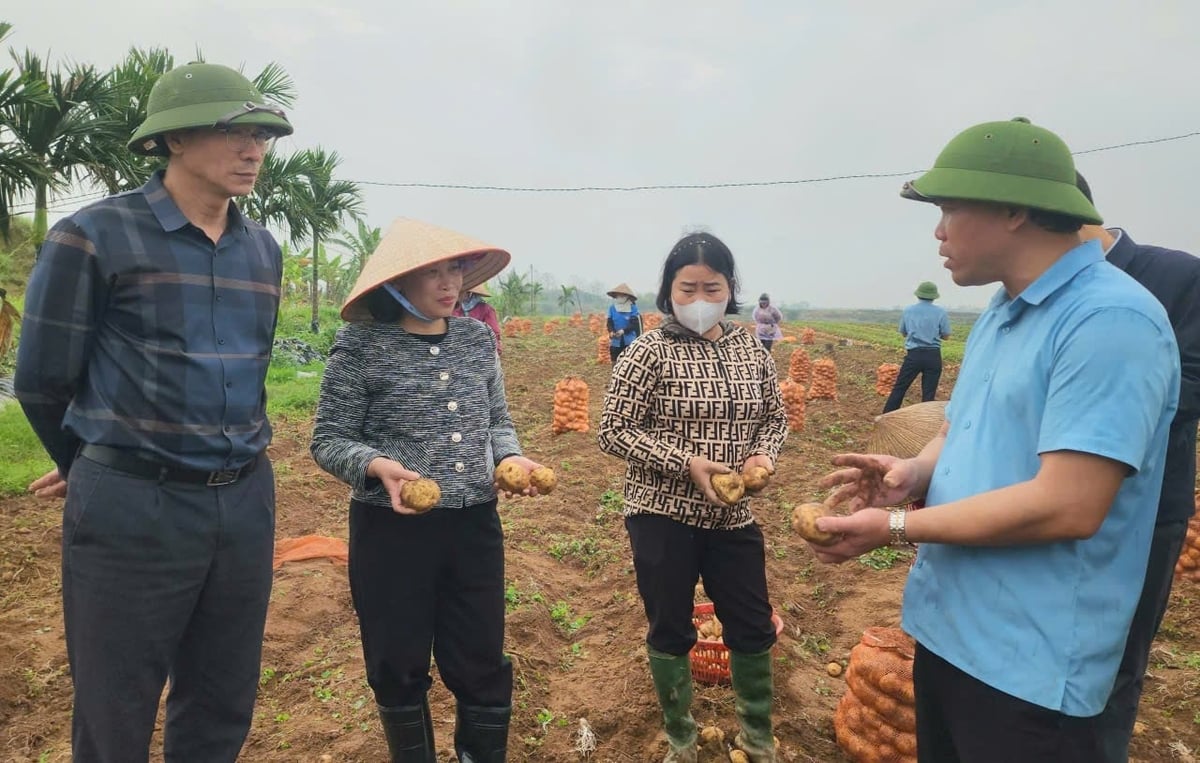 Bà Lương Thị Kiểm (thứ 2 từ trái sang) - Phó Giám đốc Sở Nông nghiệp và Môi trường Hải Phòng kiểm tra thực tế hiệu quả mô hình sản xuất khoai tây tại xã Hồng Châu. Ảnh: Đinh Mười.