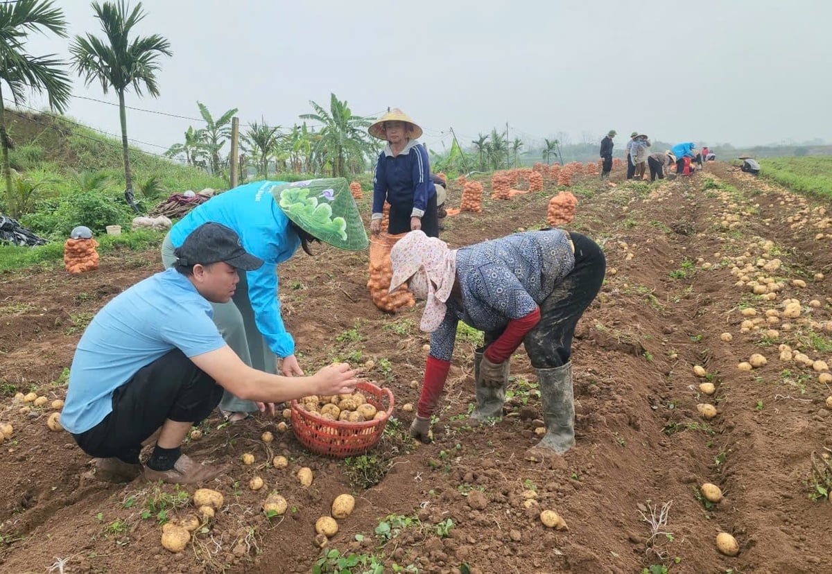 Khoai tây vụ đông năm nay tại xã Hồng Châu được đánh giá được mùa. Ảnh: Đinh Mười.
