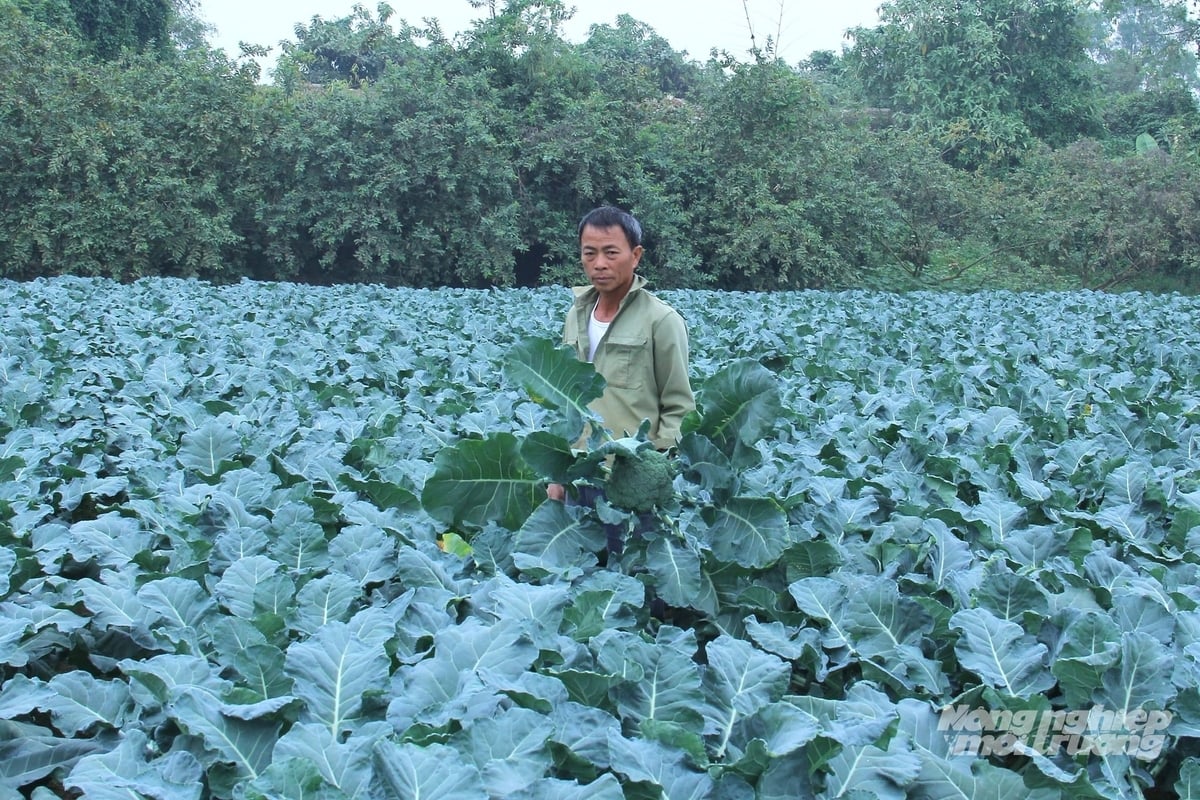 Theo ông Nguyễn Quang Đạt, sản xuất rau trong điều kiện thời tiết bất lợi sẽ tốn công chăm sóc nhưng cơ hội thị trường lại rộng mở, giá bán sản phẩm tốt. Ảnh: Trung Quân. 