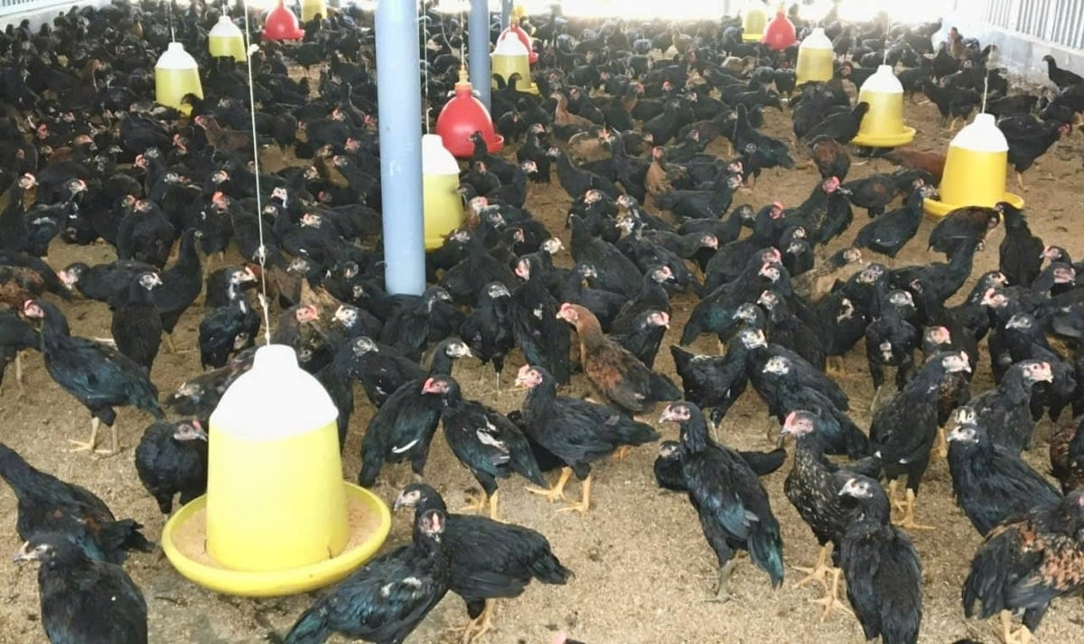 Các địa phương cần chủ động rà soát, cập nhật để đề xuất các khu vực không được phép chăn nuôi. Ảnh: KS.