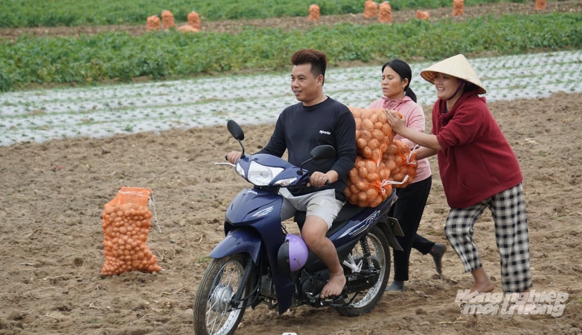 Nông dân Nga Sơn (Thanh Hóa) phấn khởi vì khoai tây được mùa, được giá. Ảnh: Quốc Toản.