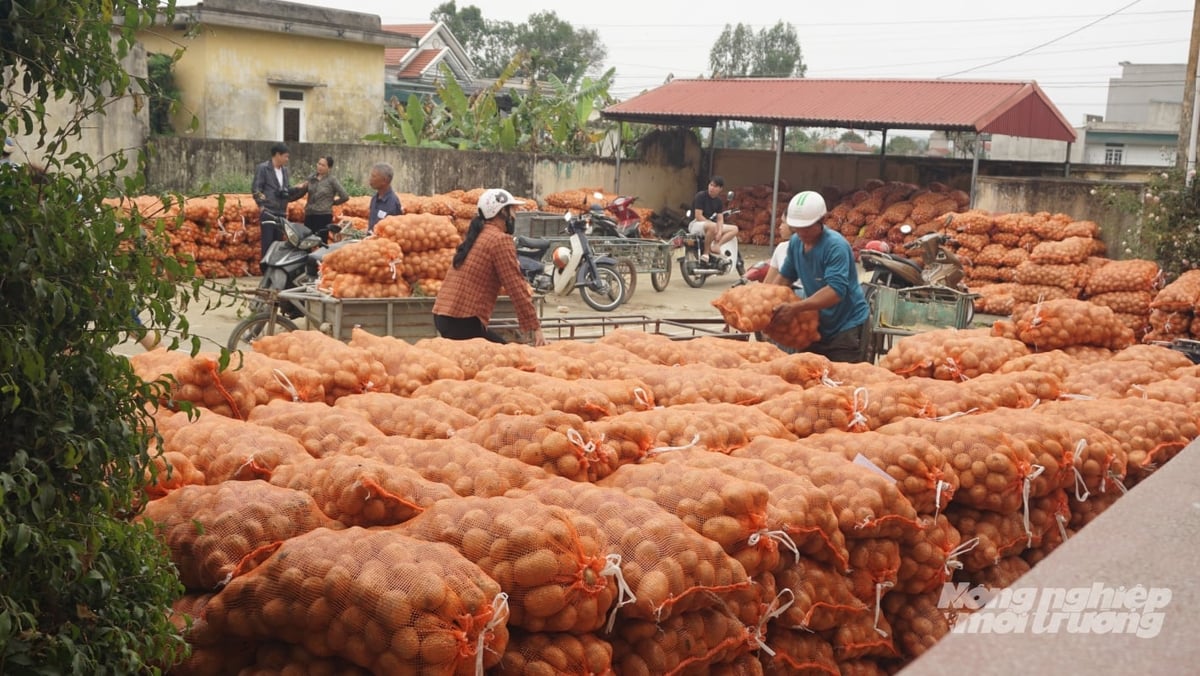 Khoai tây được tập kết tại trụ sở UBND xã Nga Trung (cũ) chờ xe đến bốc hàng. Ảnh: Quốc Toản.