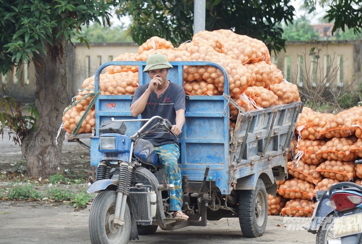 Nhờ được bao tiêu sản phẩm, nông dân không phải lo lắng về đầu ra. Ảnh: Quốc Toản.