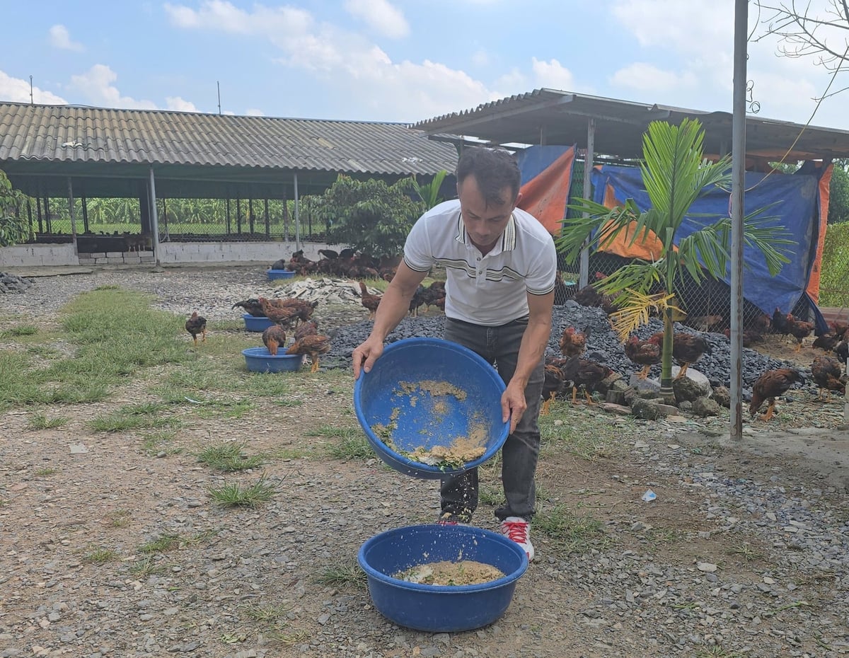 Anh Vũ Văn Giao nuôi gà thả vườn theo hướng hữu cơ theo hướng dẫn của cán bộ khuyến nông bước đầu mang lại hiệu quả khác biệt so với phương pháp nuôi gà truyền thống. Ảnh: Đinh Mười.
