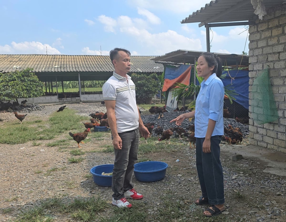 Cán bộ khuyến nông bám sát mô hình và thường xuyên hướng dẫn kỹ thuật, các vấn đề phát sinh trong suốt quá trình triển khai. Ảnh: Đinh Mười.