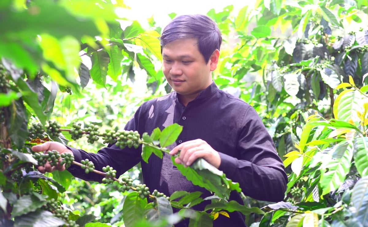 Tỉnh Lâm Đồng ưu tiên xây dựng và phát triển nhãn hiệu 'Phát thải thấp' cho hai sản phẩm thế mạnh là cà phê và hồ tiêu. Ảnh: KS.