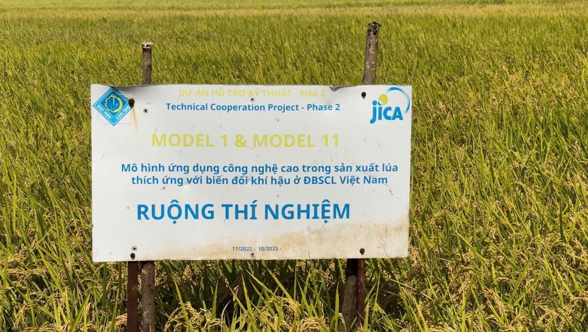 Mô hình canh tác lúa ứng dụng công nghệ cao, thích ứng biến đổi khí hậu do Đại học Cần Thơ phối hợp với JICA và Agritree (Nhật Bản) triển khai tại ĐBSCL. Ảnh: Văn Vũ.