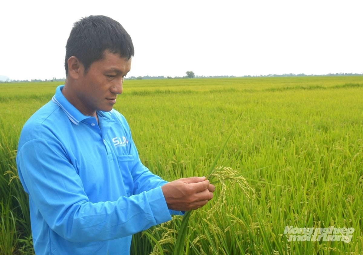 Nông dân đánh giá tình hình sinh trưởng của cây lúa. Ảnh: Trung Chánh.