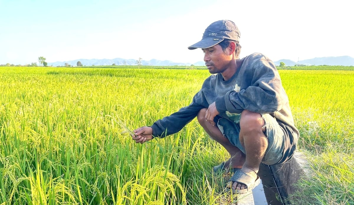 Mặc dù có hệ thống kênh mương dẫn nước từ đập dâng Uar nhưng ruộng lúa của anh Rơ Mah Thiêm vẫn chịu cảnh khô khát. Ảnh: Đăng Lâm. Mặc dù có hệ thống kênh mương dẫn nước từ đập dâng Uar nhưng ruộng lúa của anh Rơ Mah Thiêm vẫn chịu cảnh khô khát. Ảnh: Đăng Lâm.