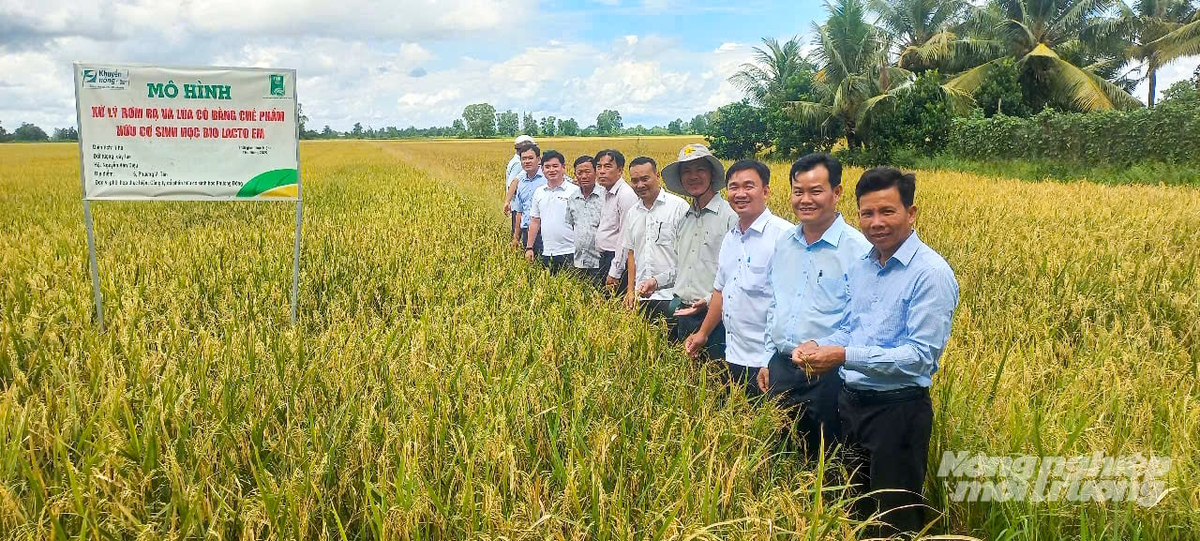 Cán bộ Trung tâm Khuyến nông và Dịch vụ nông nghiệp TP Cần Thơ và nông dân tham quan mô hình sản xuất lúa theo hướng nông nghiệp xanh. Ảnh: Văn Vũ.