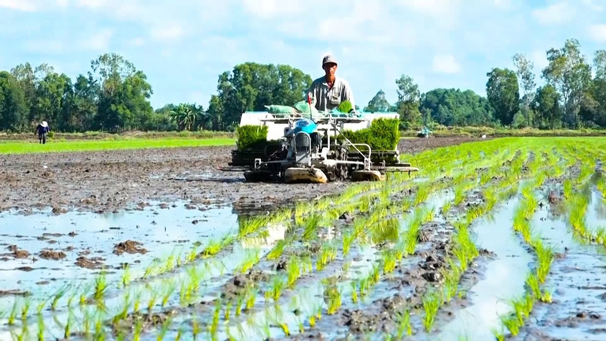 Cơ giới hóa khâu cấy lúa giúp nâng cao hiệu quả sản xuất, từng bước hiện thực hóa mục tiêu nông nghiệp xanh tại Cần Thơ. Ảnh: Văn Vũ. Cơ giới hóa khâu cấy lúa giúp nâng cao hiệu quả sản xuất, từng bước hiện thực hóa mục tiêu nông nghiệp xanh tại Cần Thơ. Ảnh: Văn Vũ.