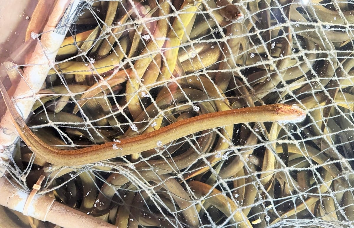 Trang trại ứng dụng công nghệ tuần hoàn nước, góp phần bảo vệ môi trường. Ảnh: T.Nga.