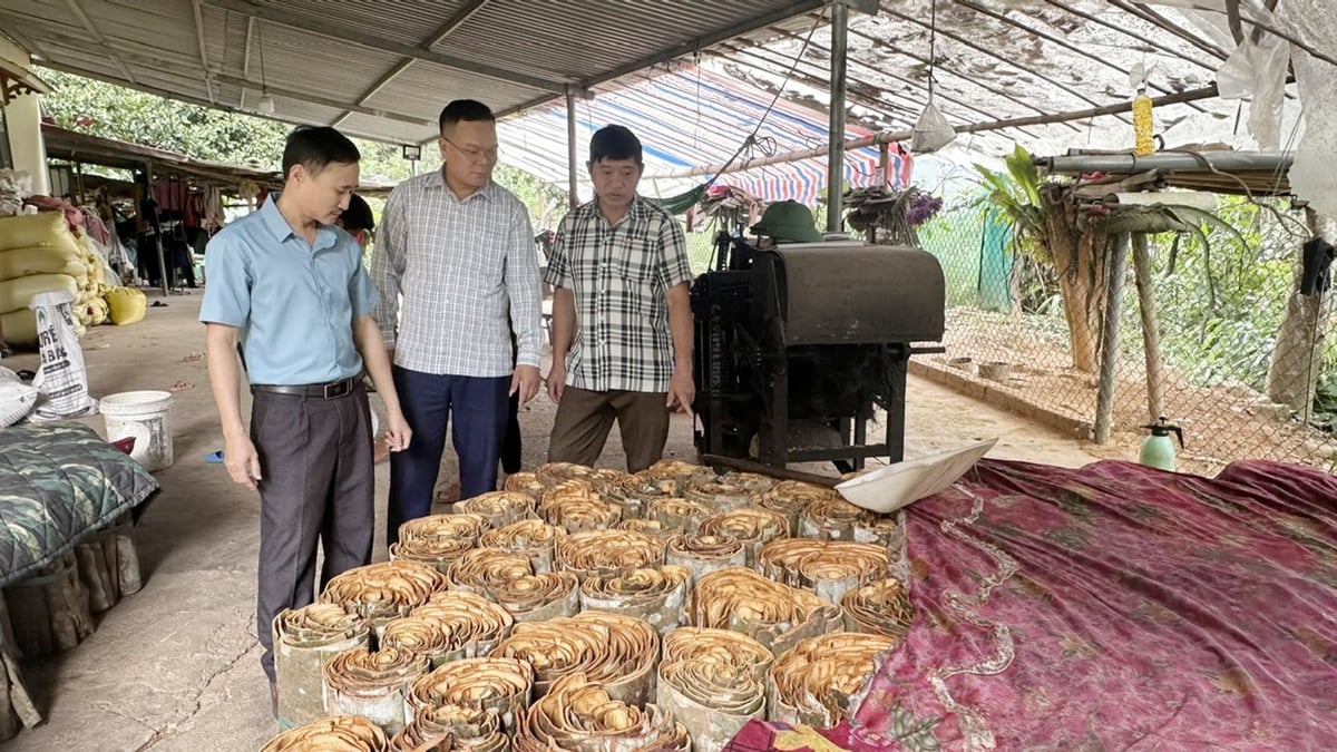 Lào Cai siết quản lý mã số vùng trồng, cơ sở đóng gói nông sản nhằm triển khai hiệu quả Nghị định số 38/2026/NĐ-CP của Chính phủ. Ảnh: Bích Hợp.