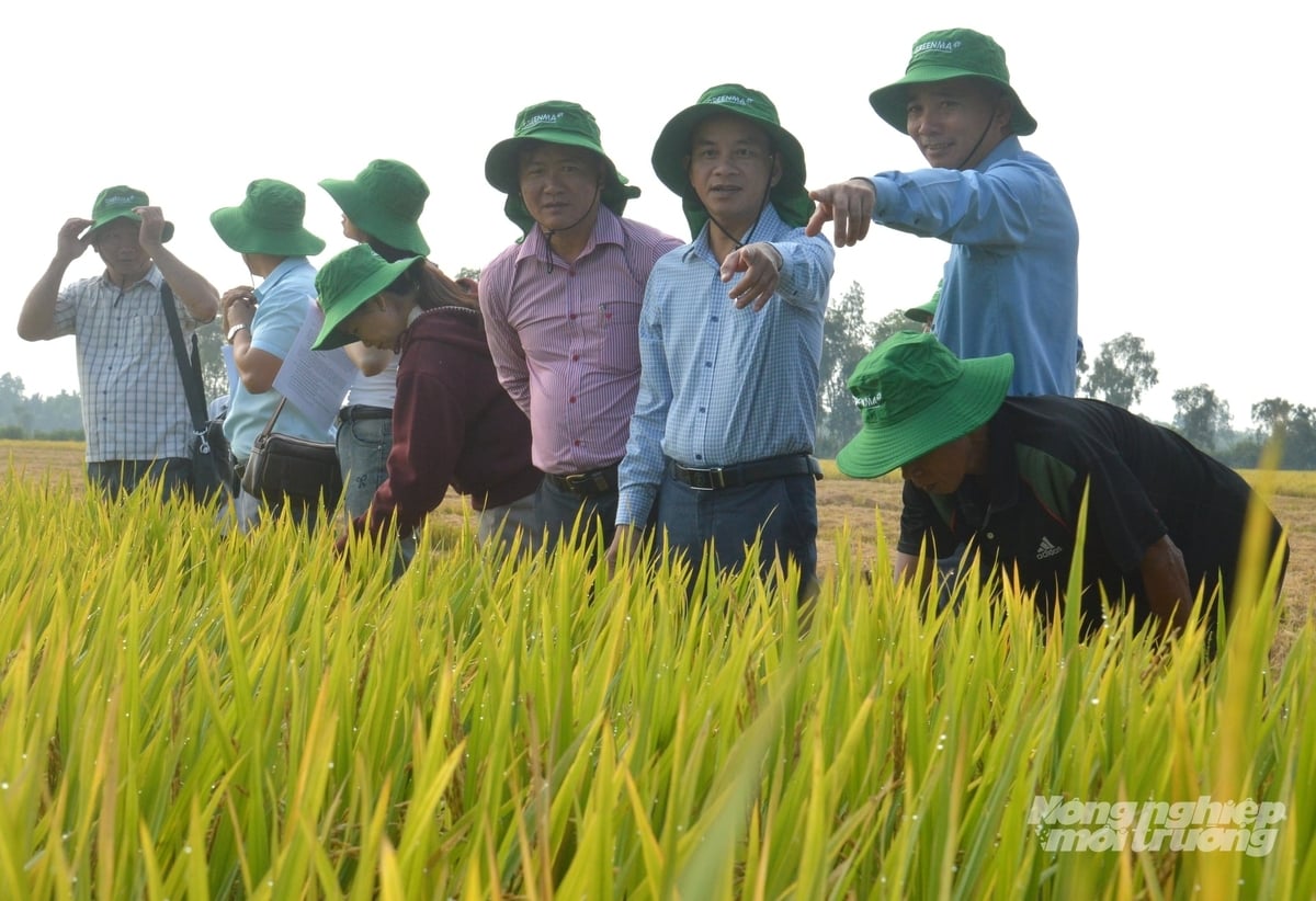 Sản xuất lúa sử dụng phân bón hữu cơ Greenma giúp cải tạo đất, tăng năng suất, tăng lợi nhuận và hạn chế sâu bệnh, mở hướng canh tác lúa bền vững. Ảnh: Trung Chánh.
