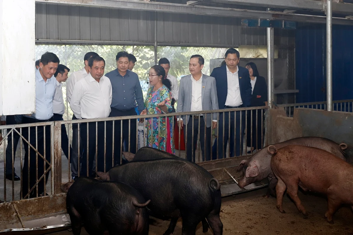 Bộ trưởng Trần Đức Thắng thăm mô hình chăn nuôi an toàn sinh học của Tập đoàn Quế Lâm. Ảnh: Bảo Khang. 