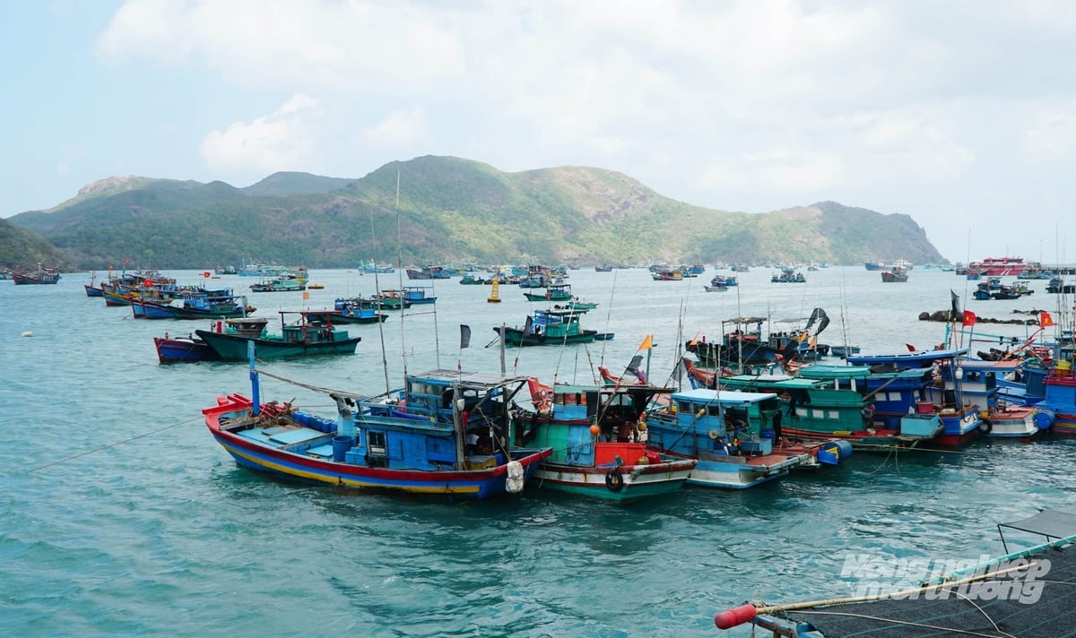 TP.HCM đang triển khai quy hoạch lại nghề cá, từng bước giảm tàu khai thác ven bờ và chuyển đổi sang các nghề ít tác động đến nguồn lợi thủy sản. Ảnh: Lê Bình.