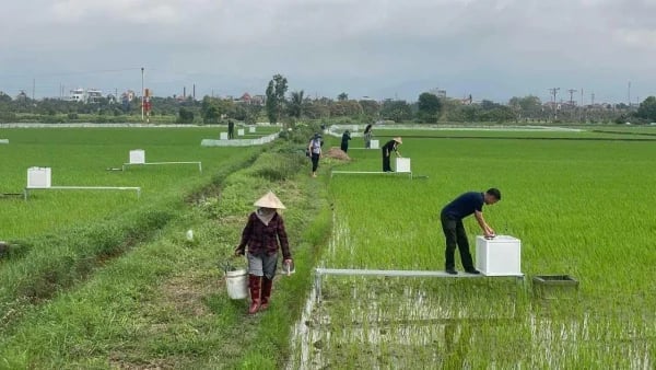 Cán bộ Trung tâm Khuyến nông và Quản lý bảo vệ, Phát triển rừng và cán bộ Viện Môi trường Nông nghiệp đo khí phát thải trong sản xuất lúa. Ảnh: Nguyễn Thành.