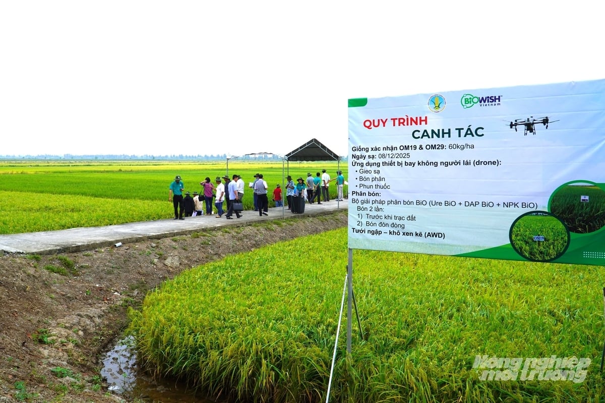 Ruộng trình diễn canh tác hoàn toàn bằng drone kết hợp bộ giải pháp phân bón BiO. Ảnh: Kim Anh.