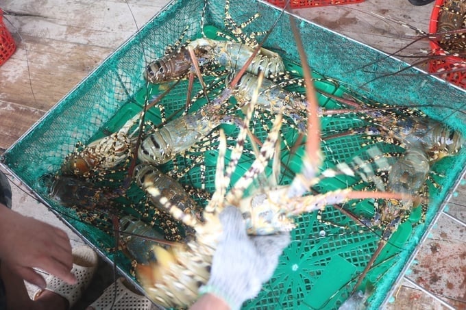 Điểm đáng chú ý trong cơ cấu sản phẩm tôm xuất khẩu của Việt Nam 2 tháng đầu năm là sự bứt phá mạnh mẽ của nhóm tôm hùm. Ảnh: NNMT.