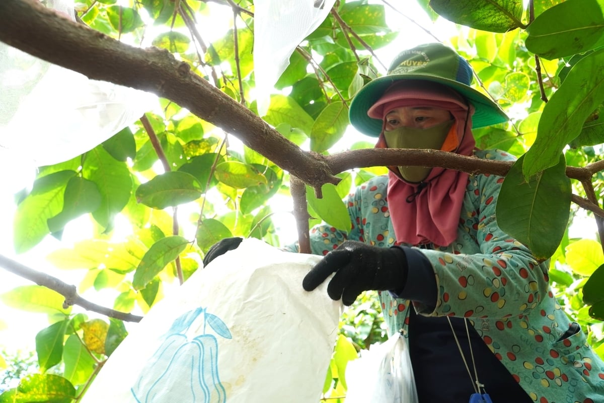 Công đoạn bao trái cuối cùng cho mận hồng Sân Tiên trước khi thu hoạch 30 ngày. Ảnh: Kim Anh.