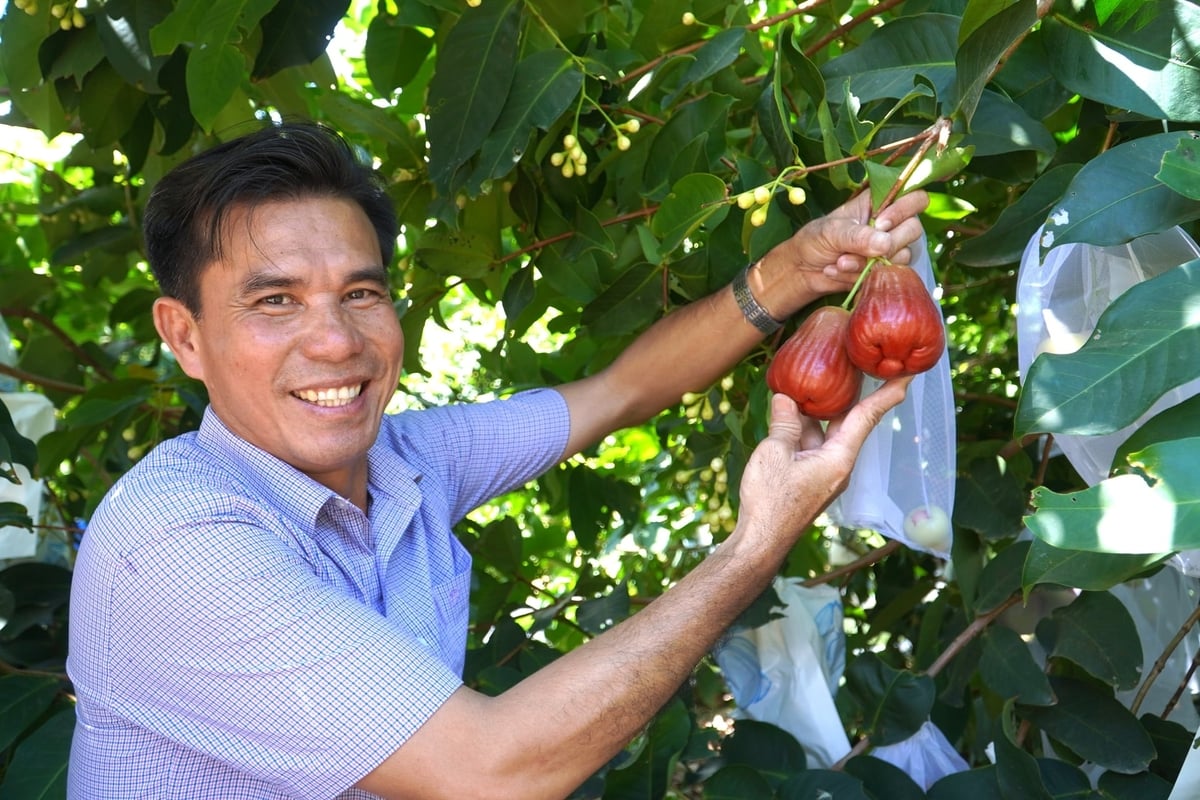 Ông Trần Văn Phục sở hữu 50ha mận hồng Sân Tiên - trái cây đặc sản đất Cù Lao Dung có mức giá 230.000 đồng/kg. Ảnh: Kim Anh.