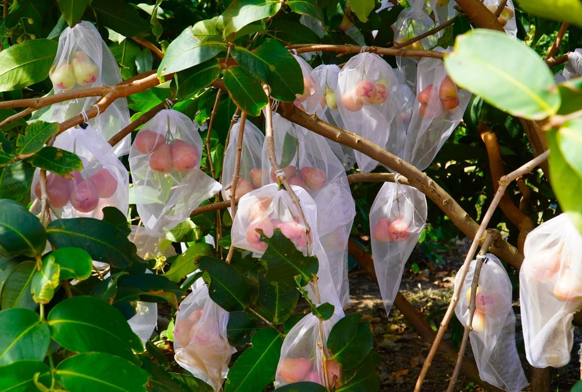 Mận hồng Sân Tiên hiện là trái cây có giá trị cao nhất trên địa bàn xã Cù Lao Dung. Ảnh: Kim Anh.