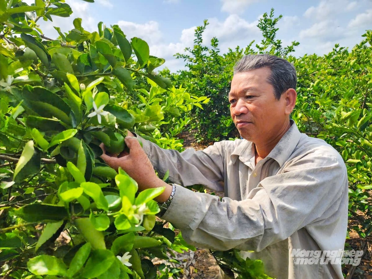 Từ nguồn vốn chính sách, người dân xã Tân Hòa, TP Cần Thơ mạnh dạn đầu tư trồng chanh không hạt theo hướng hữu cơ, giúp cây giảm sâu bệnh, hạn chế ô nhiễm môi trường. Ảnh: Văn Vũ.