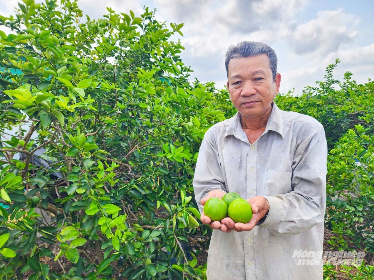 Mô hình trồng chanh không hạt theo hướng hữu cơ là hướng đi bền vững, giúp nâng cao thu nhập cho người dân. Ảnh: Văn Vũ.