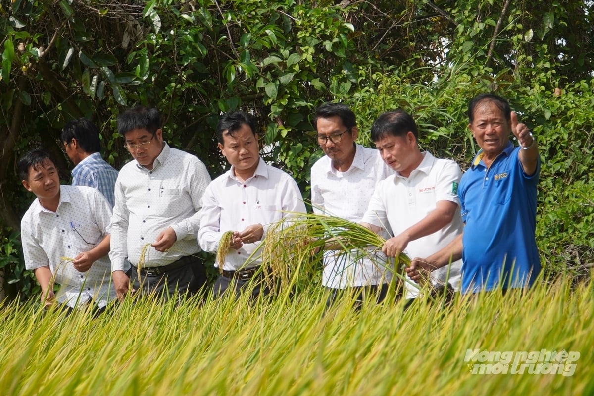 Cánh đồng sinh học ở phường Vị Tân là kết quả của sự hợp tác 3 nhà 'Nhà nước - nhà doanh nghiệp - nhà nông'. Ảnh: Kim Anh.