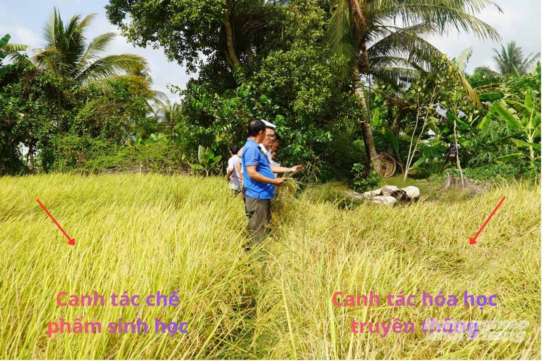 Ruộng lúa được canh tác hoàn toàn bằng chế phẩm sinh học cây cứng cáp, trong khi ruộng đối chứng bên cạnh đổ ngã khá nhiều. Ảnh: Kim Anh.