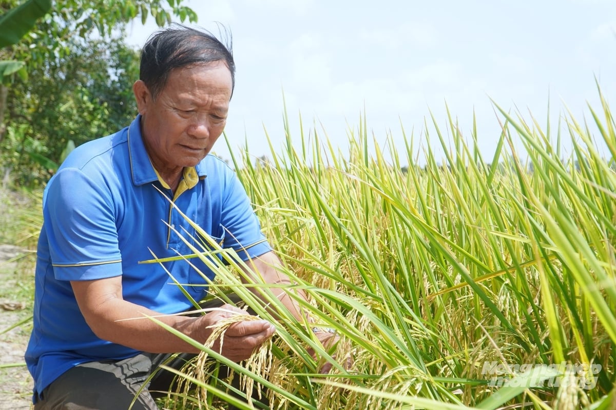 Ông Nguyễn Văn Diệu ở khu vực 18, phường Vị Tân (TP Cần Thơ) mạnh dạn dùng chế phẩm sinh học thay thế cho phân, thuốc hóa học để phòng trừ sinh vật gây hại mà vẫn đảm bảo năng suất lúa. Ảnh: Kim Anh.