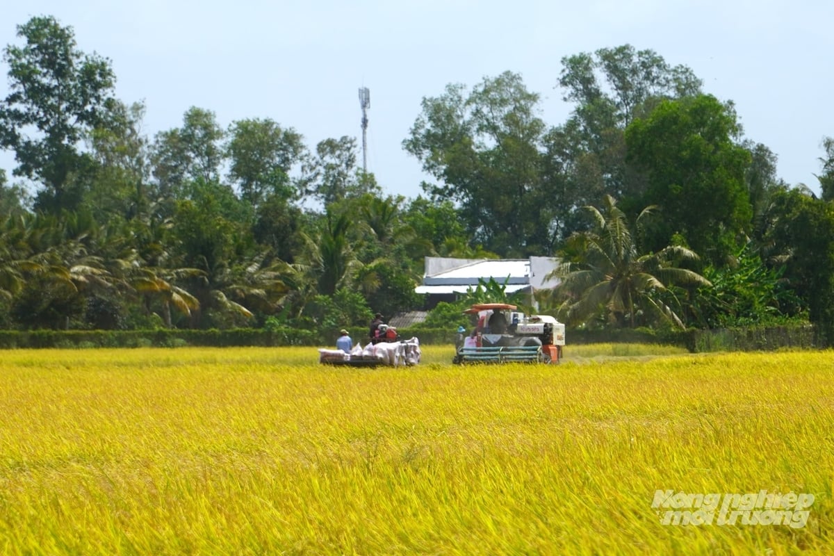 Trong bối cảnh giá vật tư đầu vào tăng cao, ứng dụng chế phẩm sinh học là giải pháp giúp nông dân trồng lúa giảm chi phí, giữ vững lợi nhuận. Ảnh: Kim Anh.