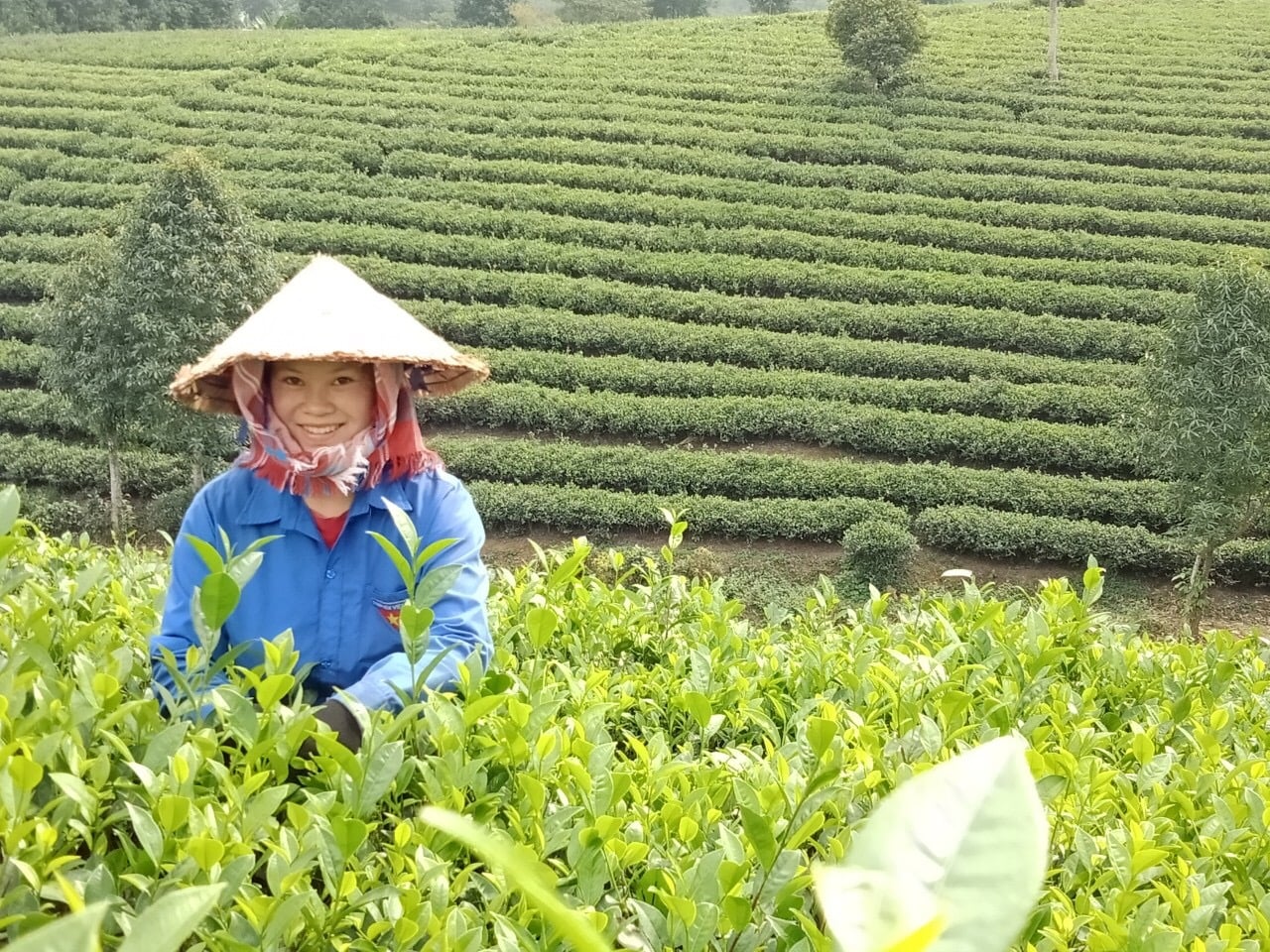 Nông dân xã Bản Lầu chăm sóc và thu hoạch chè sản xuất theo hướng hữu cơ. Ảnh: Lưu Hòa. Nông dân xã Bản Lầu chăm sóc và thu hoạch chè sản xuất theo hướng hữu cơ. Ảnh: Lưu Hòa.