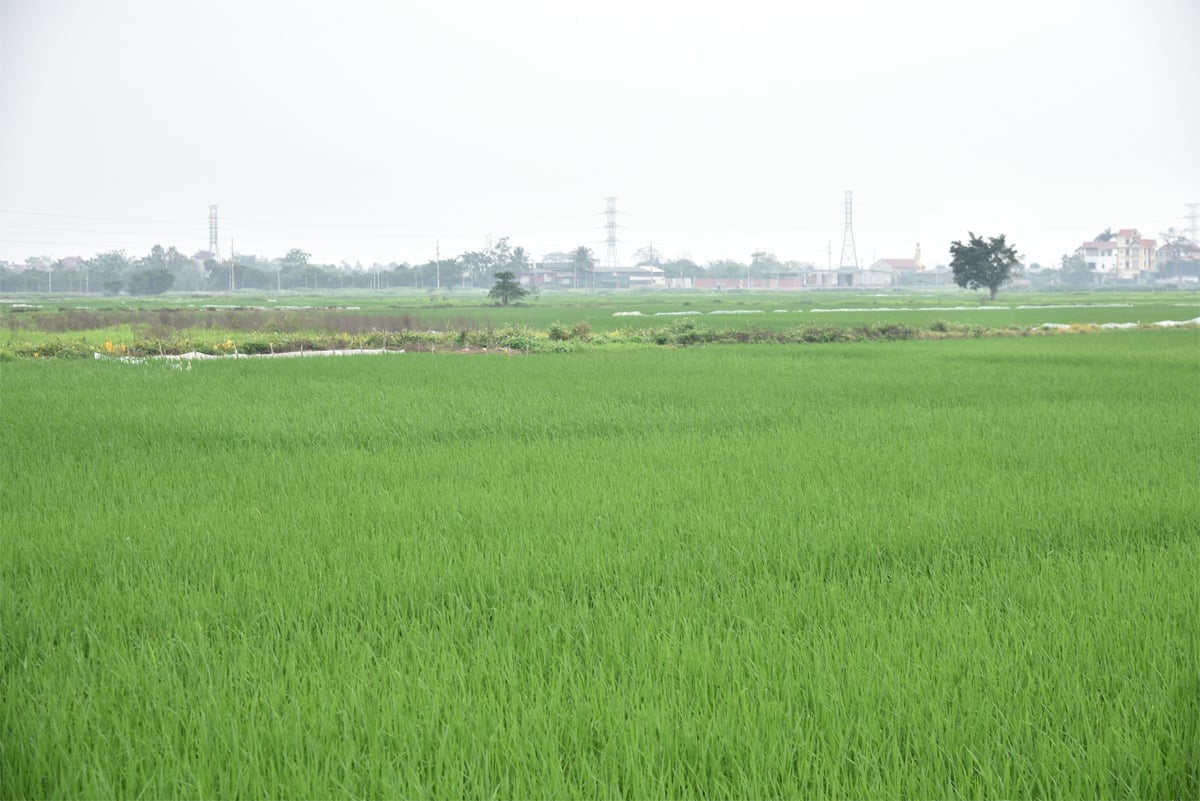 Thời tiết vụ xuân diễn biến thất thường, độ ẩm cao, nhiệt độ thay đổi liên tục, nguy cơ sâu bệnh phát sinh và lây lan gia tăng. Ảnh: Nguyễn Hà. Thời tiết vụ xuân diễn biến thất thường, độ ẩm cao, nhiệt độ thay đổi liên tục, nguy cơ sâu bệnh phát sinh và lây lan gia tăng. Ảnh: Nguyễn Hà.