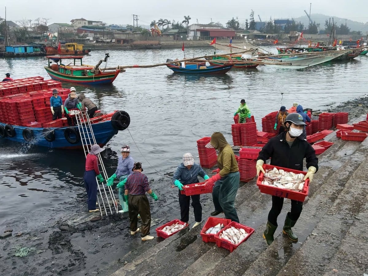 Ngư dân khẩn trương bốc những mẻ cá từ tàu lên bến cá. Ảnh: Đình Tiệp.