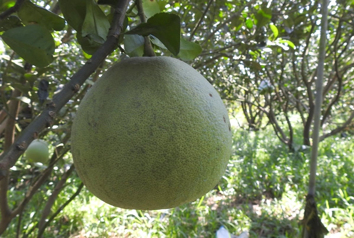 Bưởi Việt Nam đang đứng trước cơ hội được cấp phép xuất khẩu chính ngạch sang Trung Quốc. Ảnh: Thanh Sơn. Bưởi Việt Nam đang đứng trước cơ hội được cấp phép xuất khẩu chính ngạch sang Trung Quốc. Ảnh: Thanh Sơn.