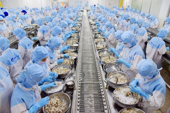 Kim ngạch tôm của nước ta duy trì trên 4 tỷ USD/năm. Ảnh: Hồng Thắm.