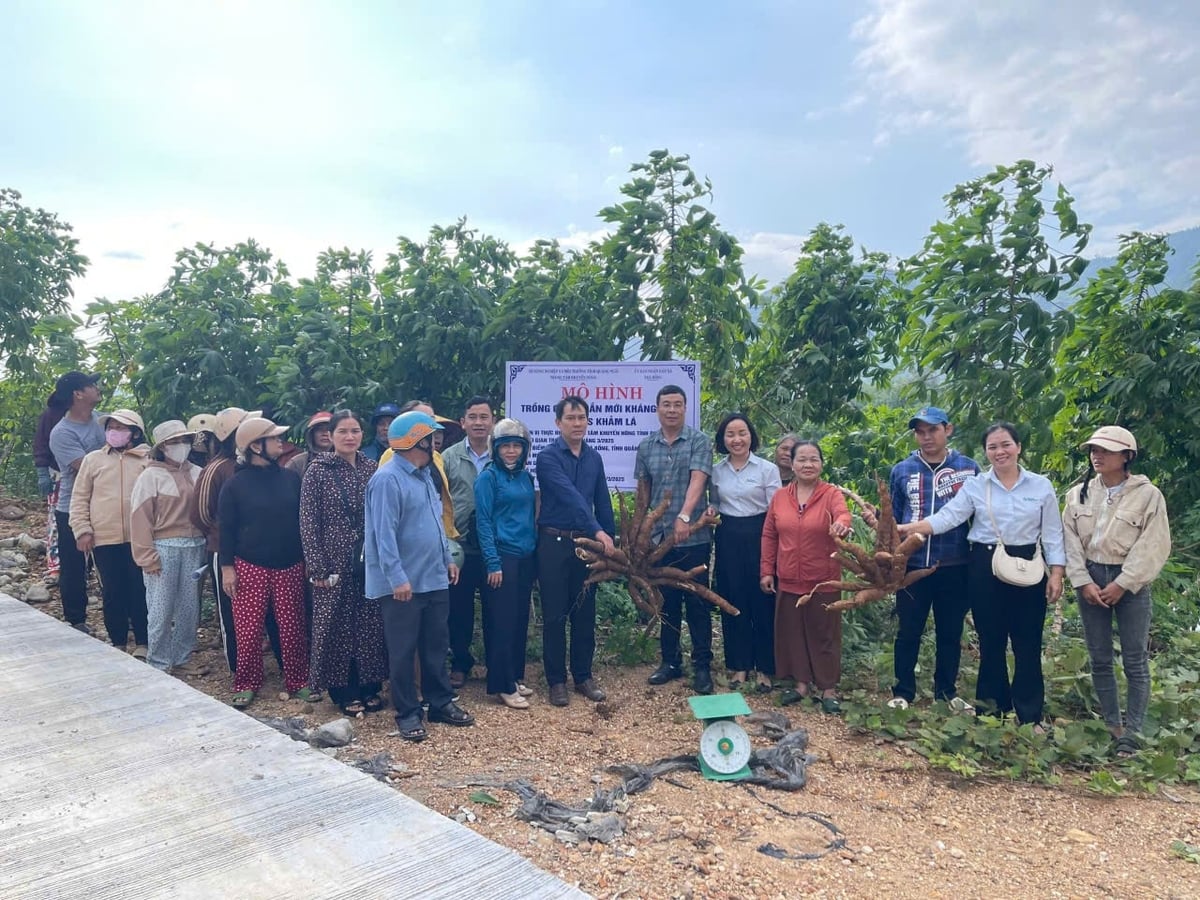 Trong năm 2026, Trung tâm Khuyến nông tỉnh Quảng Ngãi sẽ tiếp tục triển khai mô hình trồng giống sắn kháng bệnh khảm lá. Ảnh: L.K.