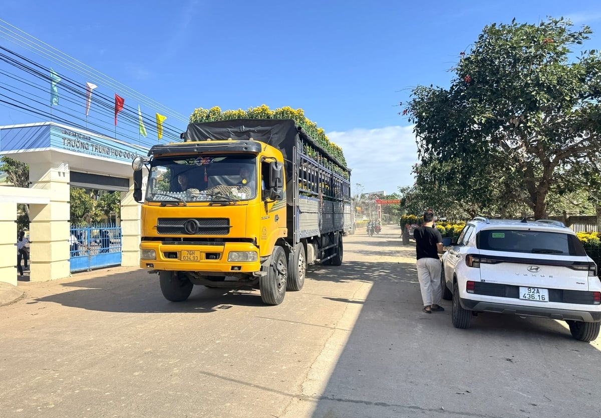 Hoa cúc Nghĩa Hiệp được thương lái chở đi tiêu thụ khắp các tỉnh thành từ Bắc vào Nam. Ảnh: L.K.