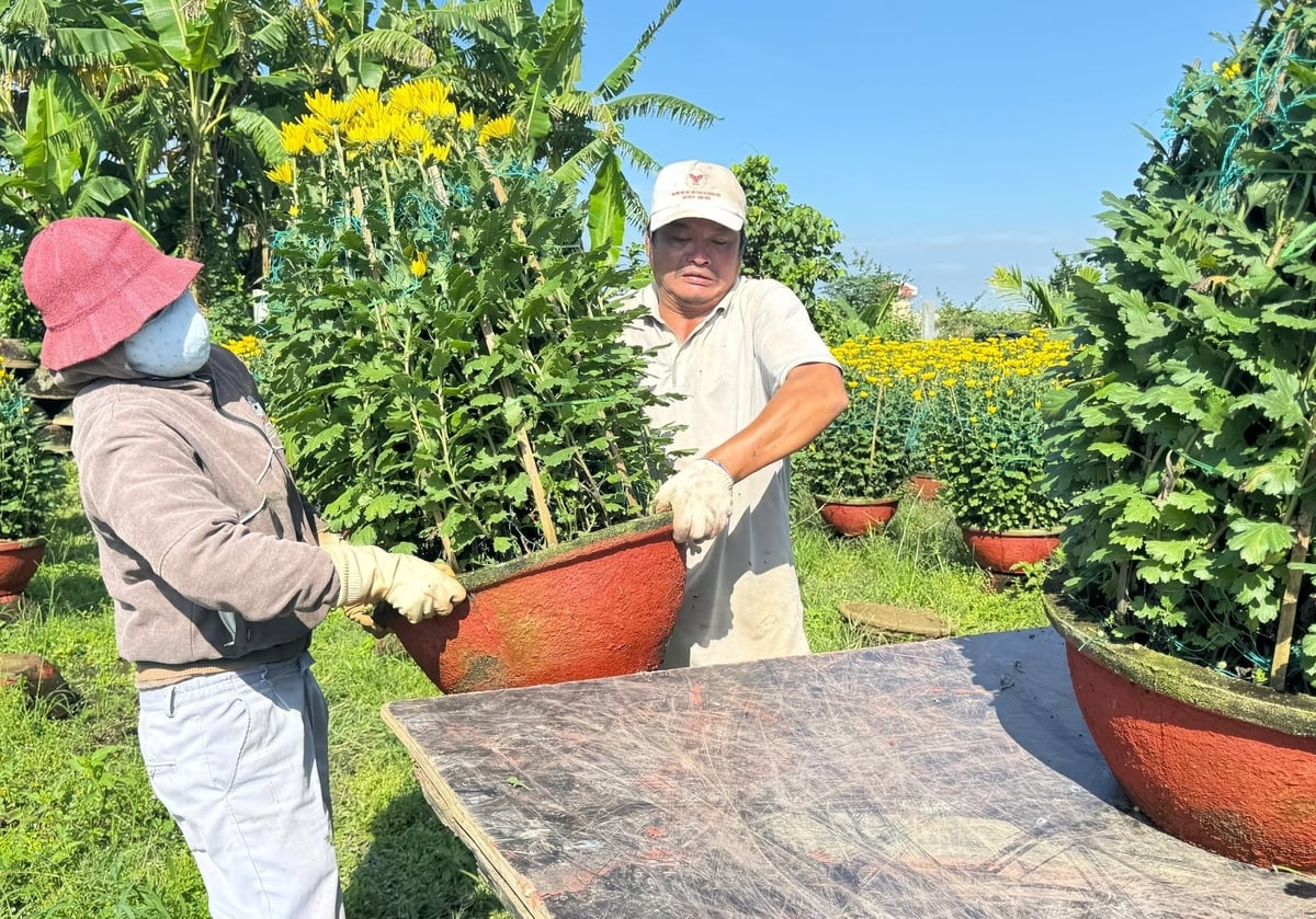 Những ngày cuối năm, làng hoa Nghĩa Hiệp nhộn nhịp thương lái chở hoa đi tiêu thụ. Ảnh: L.K.