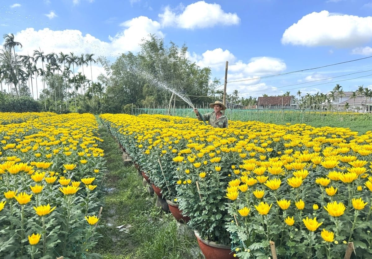 Hiện làng hoa Nghĩa Hiệp có khoảng 500 hộ trồng hoa, đây cũng là nghề mang lại thu nhập chính của nhiều gia đình. Ảnh: L.K.
