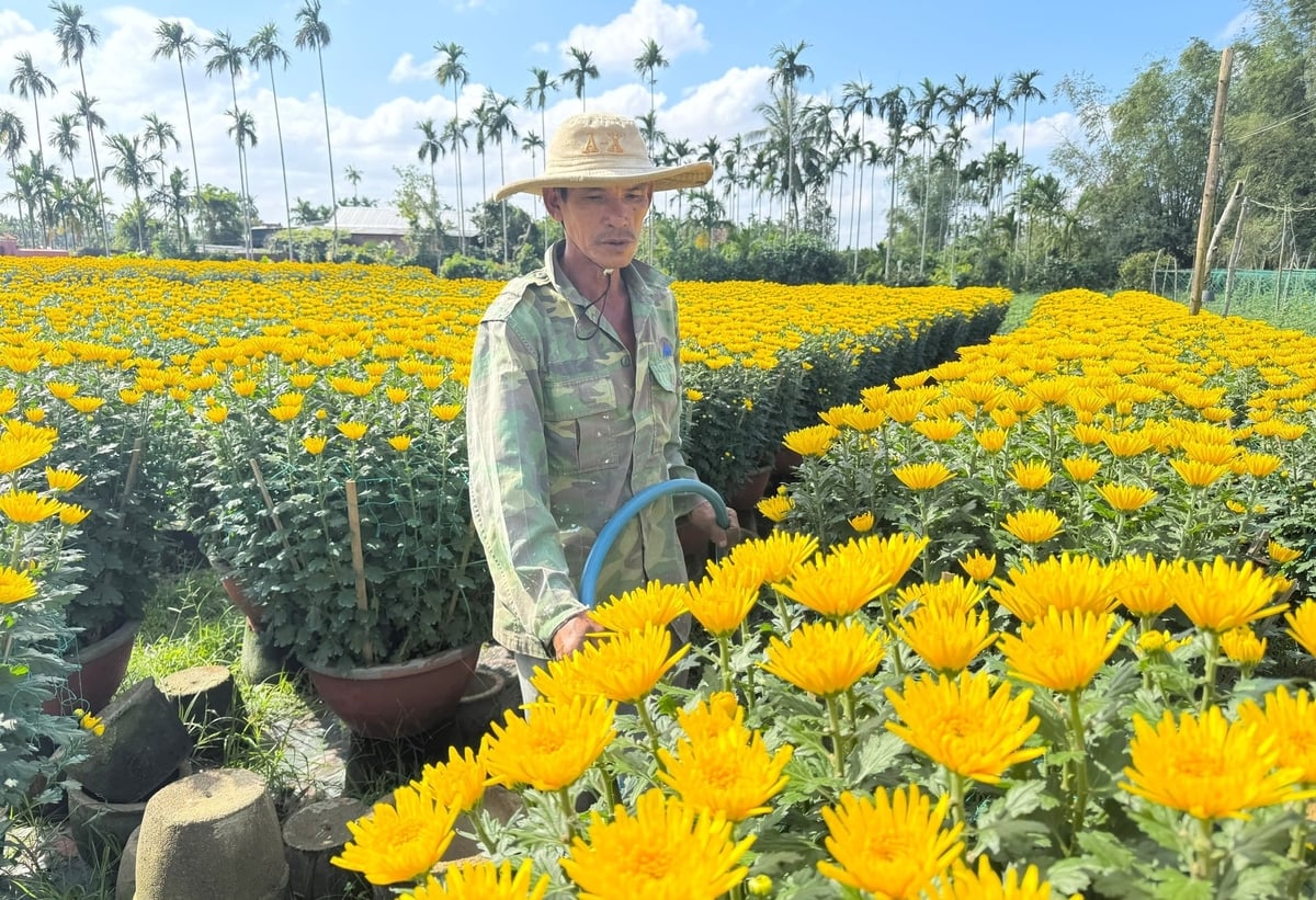 Vượt qua thiên tai, mưa lũ, vườn hoa của ông Nguyễn Văn Trung (trú thôn Hải Môn) phát triển tốt, cho hoa to, đều, đẹp, được đặt cọc mua hết từ cuối tháng 11 âm lịch. Ảnh: L.K.