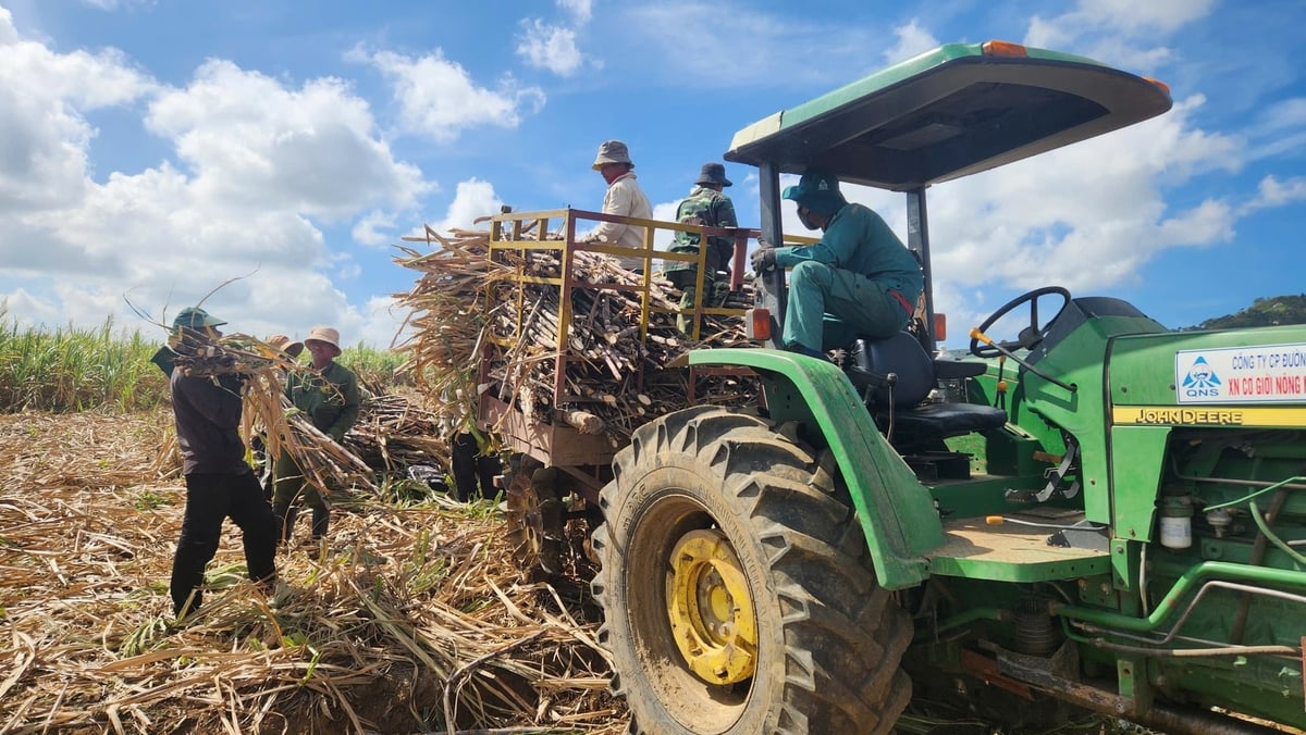 Liên kết trồng mía trên cánh đồng lớn giúp giảm chi phí, tăng năng suất, nâng cao thu nhập. Ảnh: Tuấn Anh.