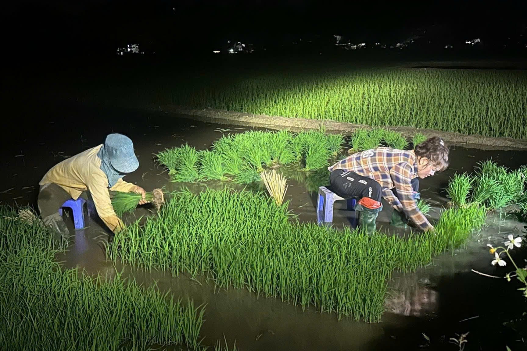 Nông dân xã Phù Yên cấy lúa đêm để đảm bảo khung thời vụ. Ảnh: Lan Anh.
