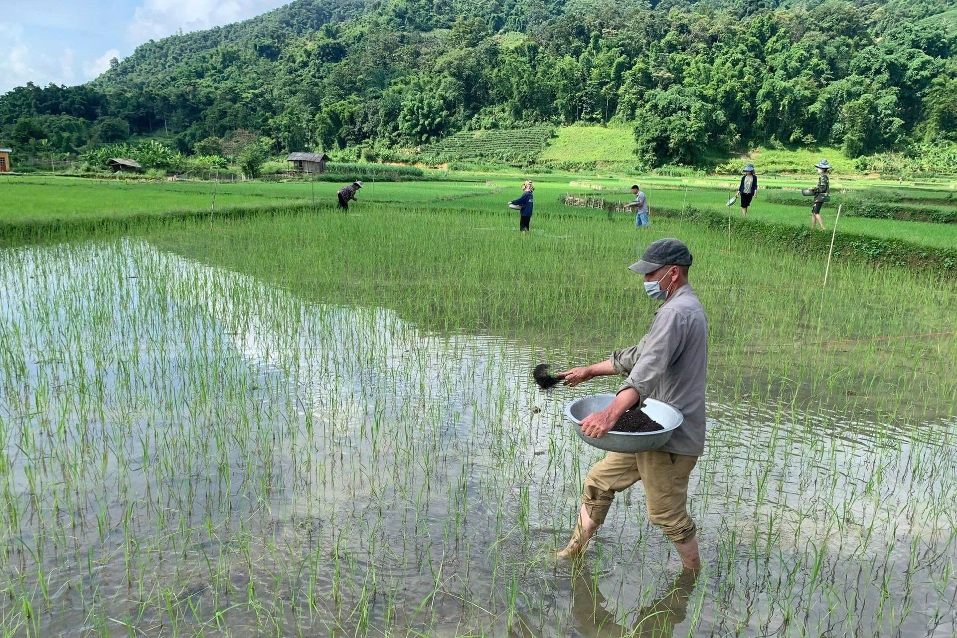 Người dân chăm sóc, bón phân cho lúa xuân. Ảnh: Phan Liên.