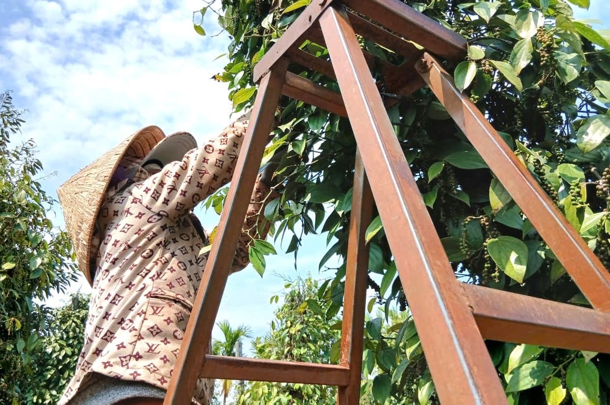 Tiêu là cây trồng chủ lực của tỉnh Gia Lai. Ảnh: Tuấn Anh.